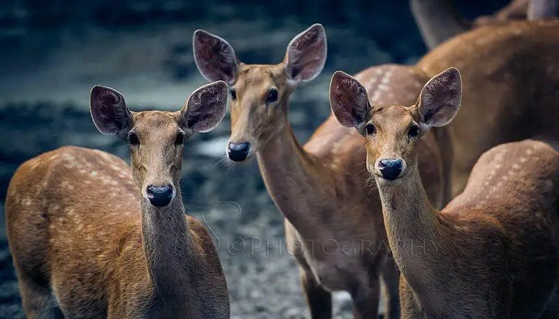 Removing deer