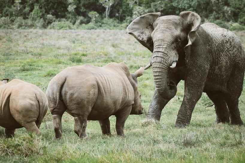 Rhino or Elephant: Who Would Win