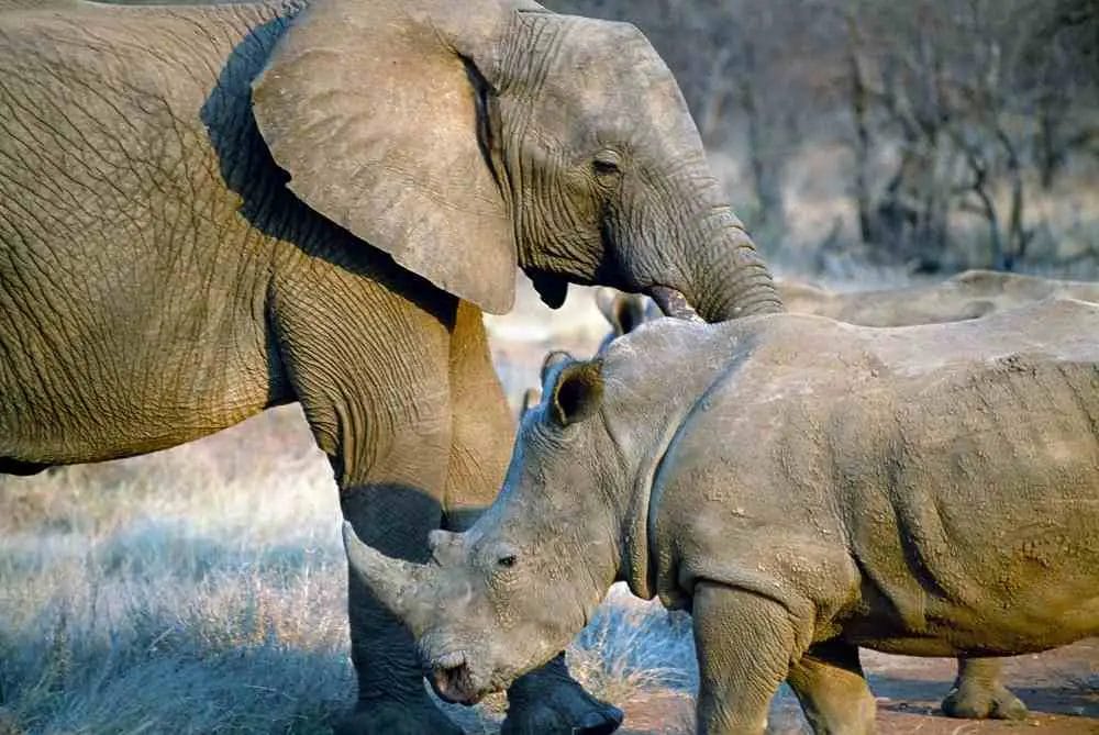 Rhino or Elephant: Who Would Win