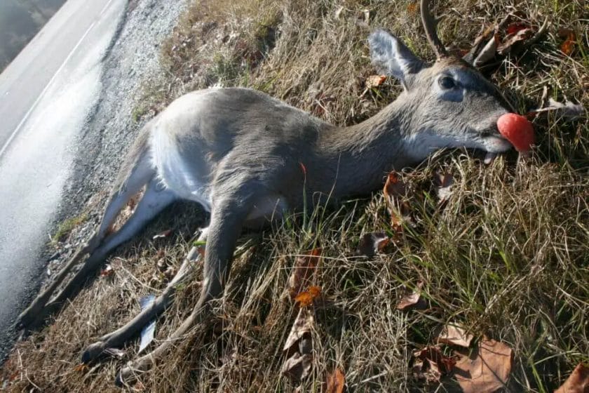 Shot a deer with 17HMR