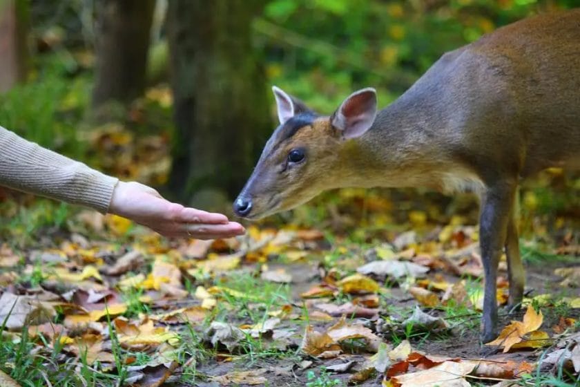 feeding Deer with sweet Feed