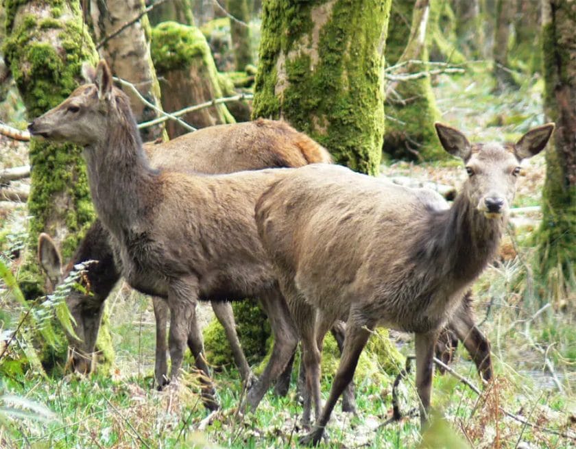 There are deer in Ireland