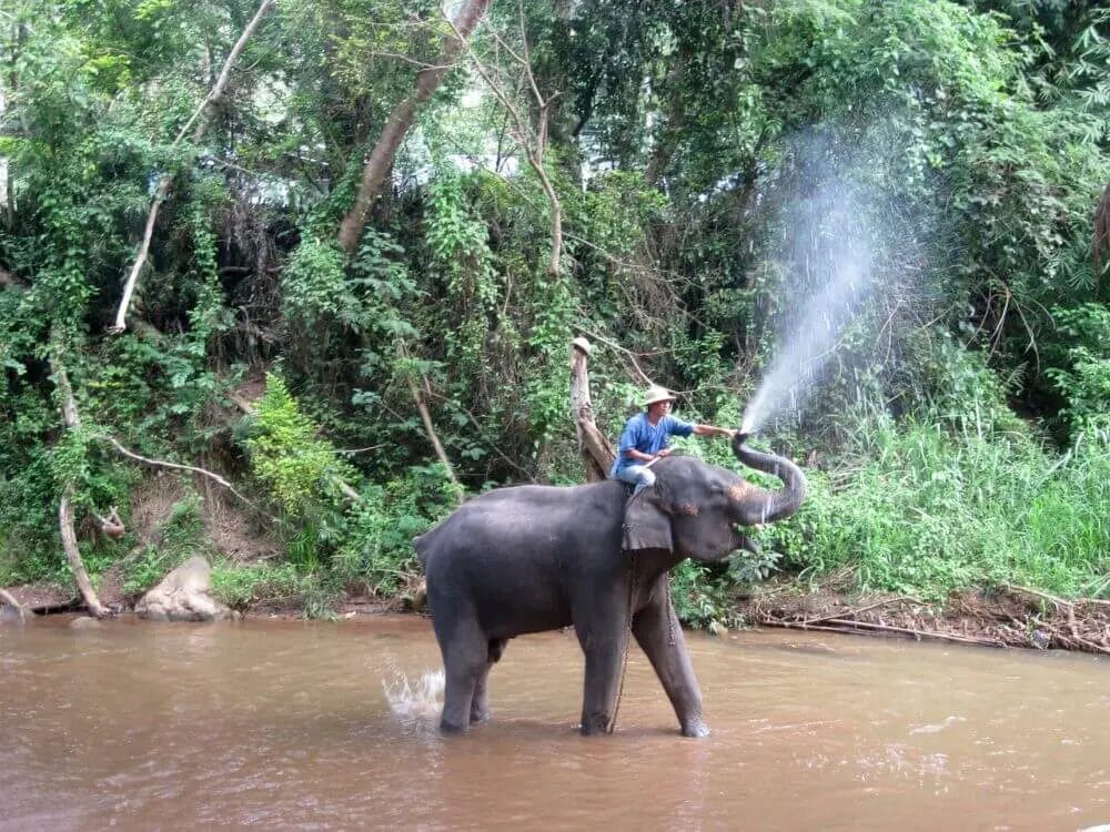 Training an Elephant