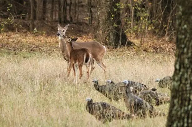 Turkeys Scare Away Deer