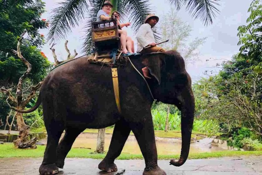 Weight that an Elephant can Carry