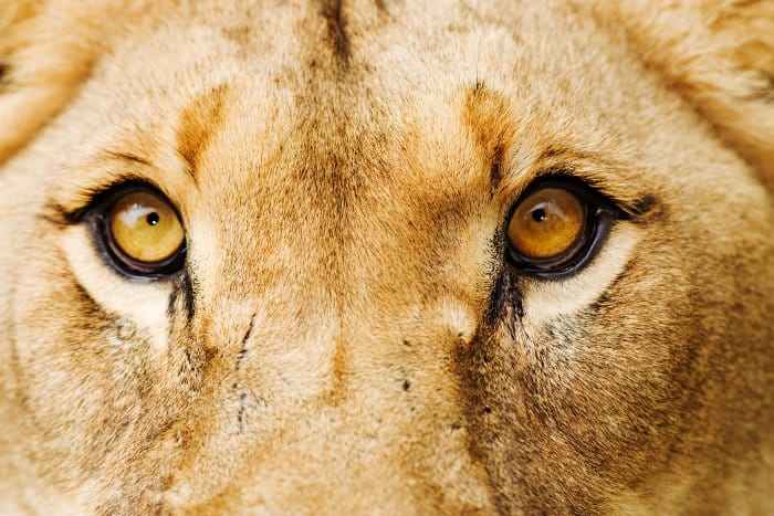 What Are Lions Eyes?