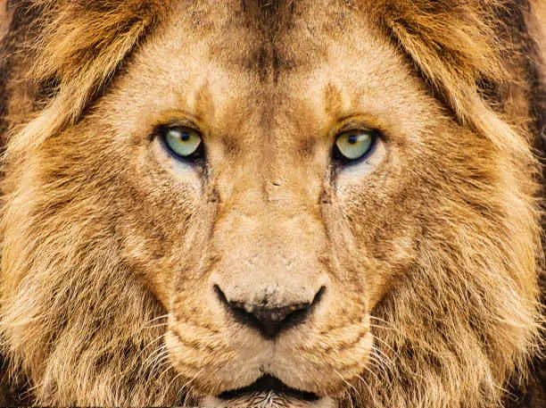 What Are Lions Eyes?