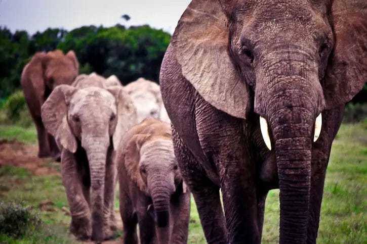 What Can We Learn From Elephants