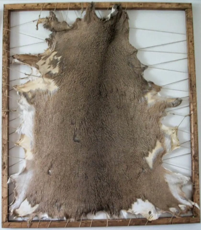 What Can You Do Using Deer Hide