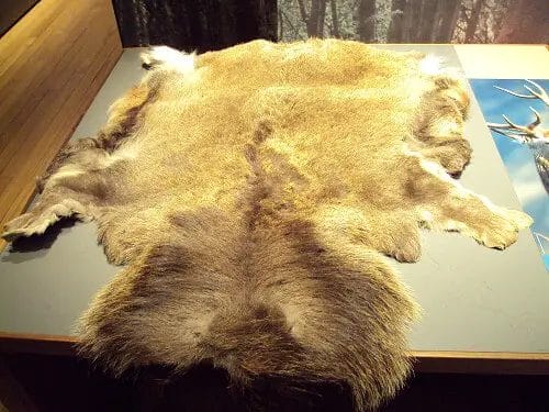 What Can You Do With Deer Hide