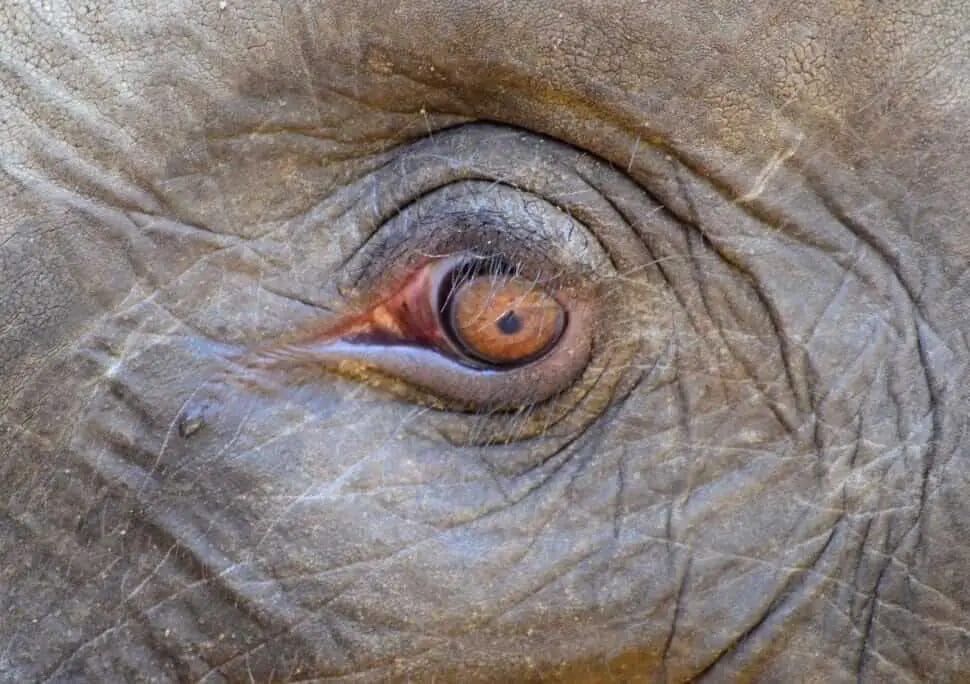 What Color Are Elephants Eye