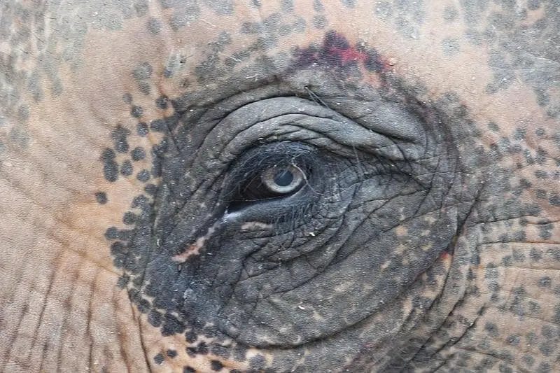 What Color Are Elephants Eyes