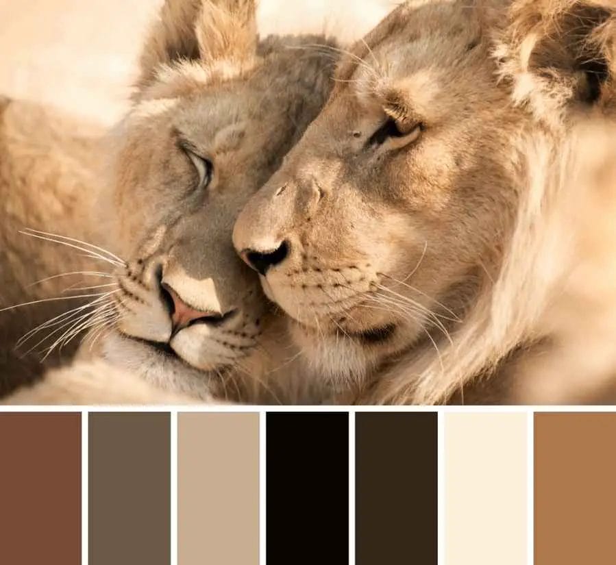 What Color is Lion Fur?