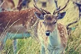 What Deer Have Antlers