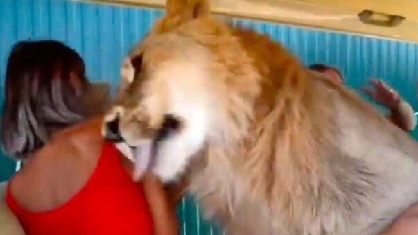 What Happens If a Lion Licks You?