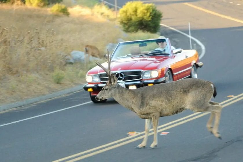 What Happens When You Hit a Deer At 70 MPH