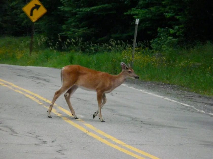 What Happens When You Hit a Deer At 70 MPH