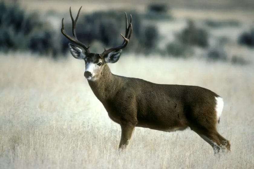 What Pressure Do Deer Move With
