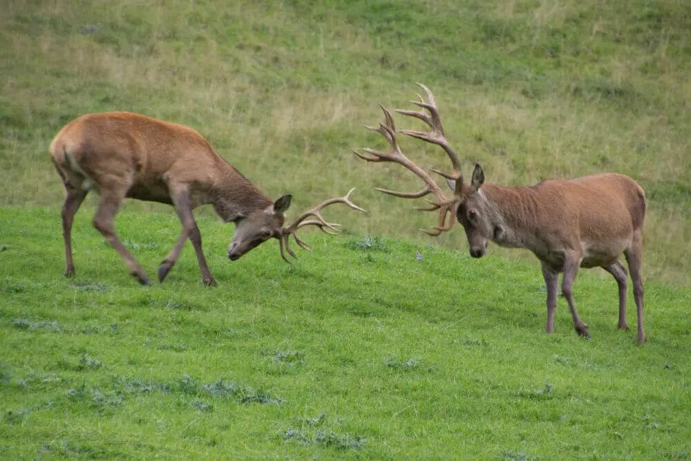 What Pressure Do Deer Move