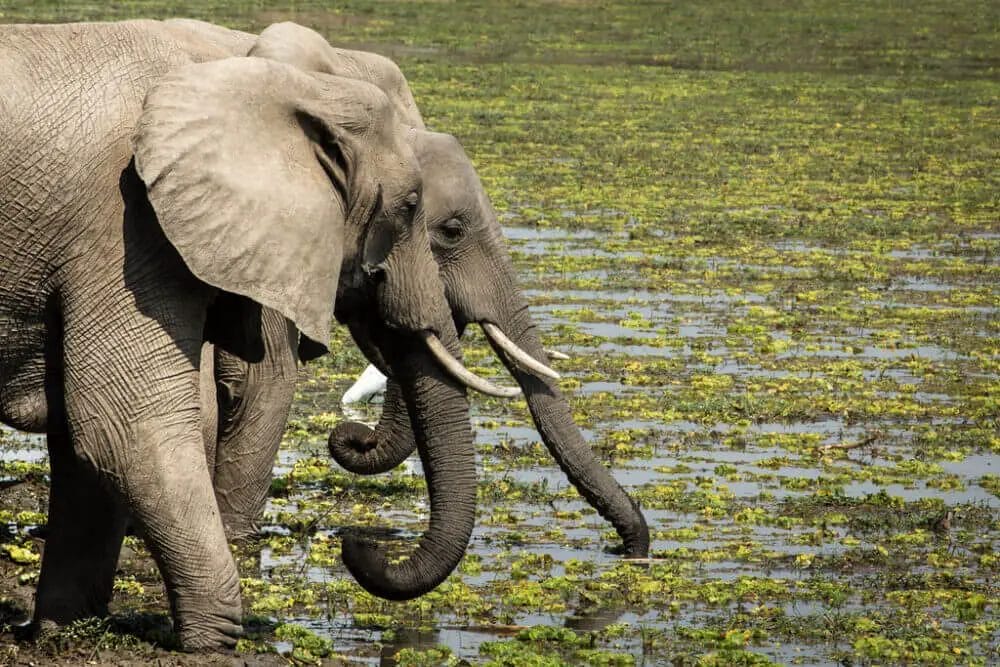 What We Can Learn From Elephants? • Support Wild