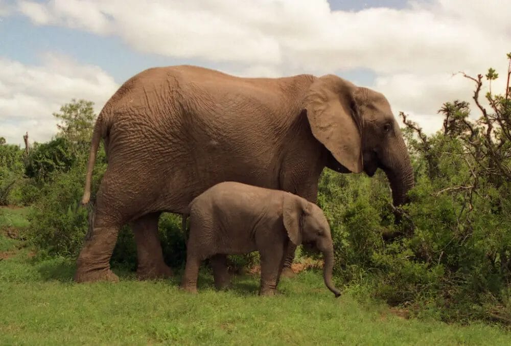 what-rhymes-with-elephant-support-wild