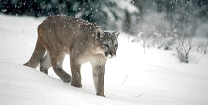 What Would an Epipen Do To a Mountain Lion?
