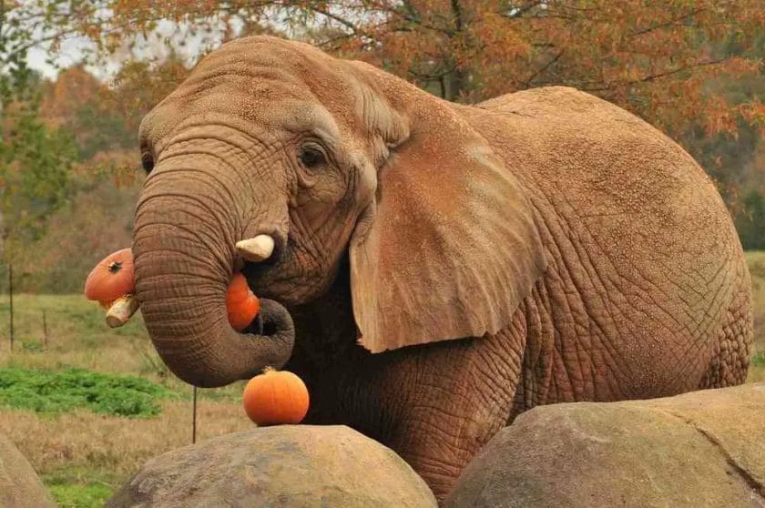 What do Elephants eat