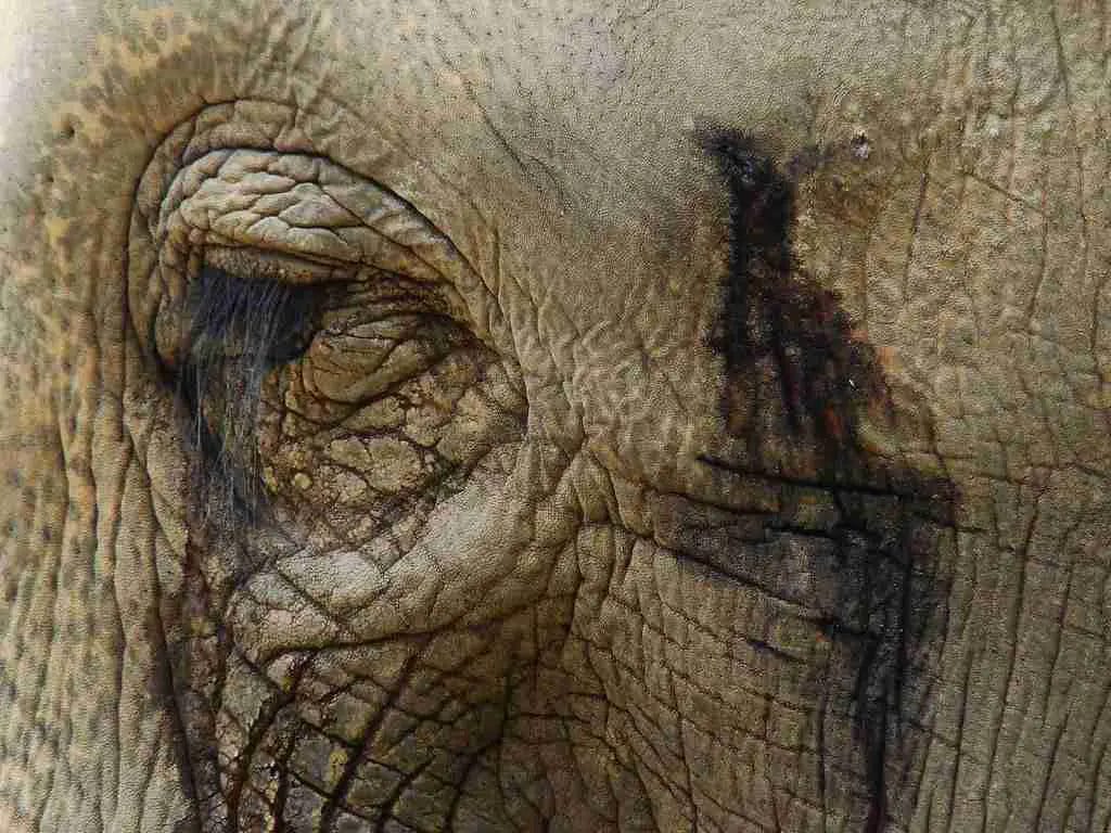 What is Musth in Elephant