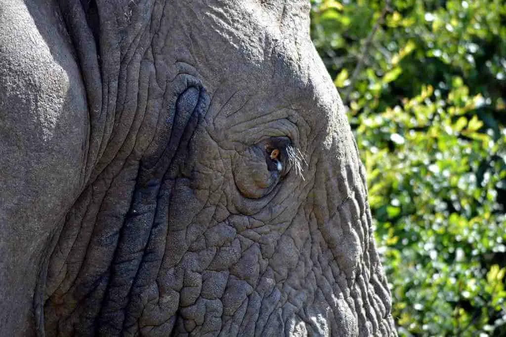 What is Musth in an Elephant