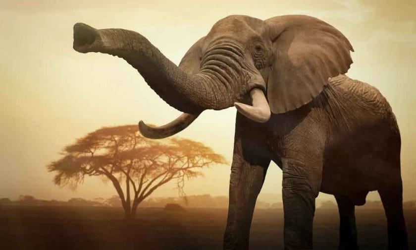 What is Pushing Elephant Species Toward Extinction?