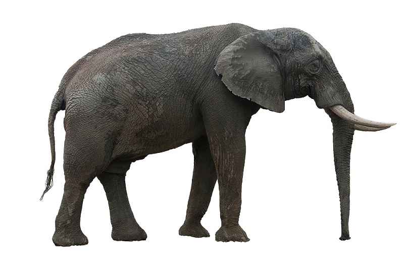 What is Pushing Elephant Species Toward Extinction?