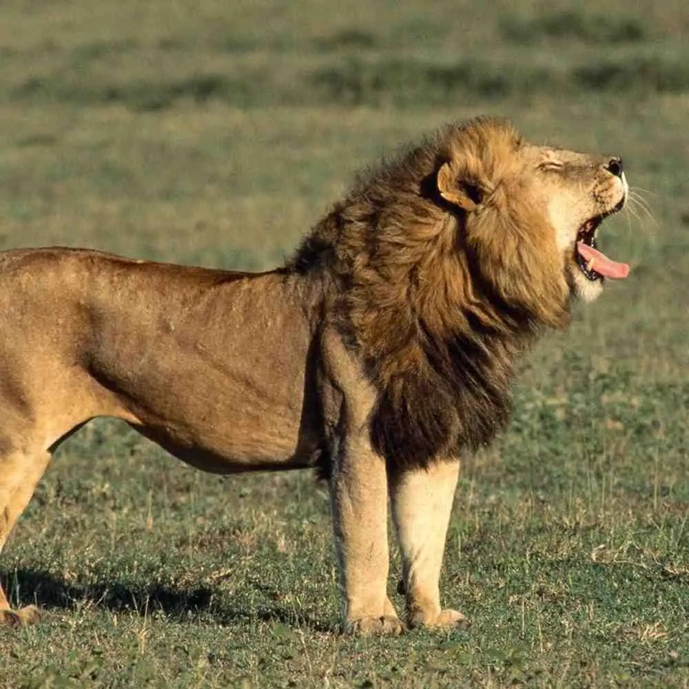 What is The Lifespan of an African Lion?