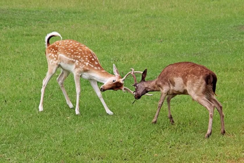 When Deer Attack