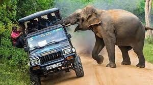 When Do Elephants Attack