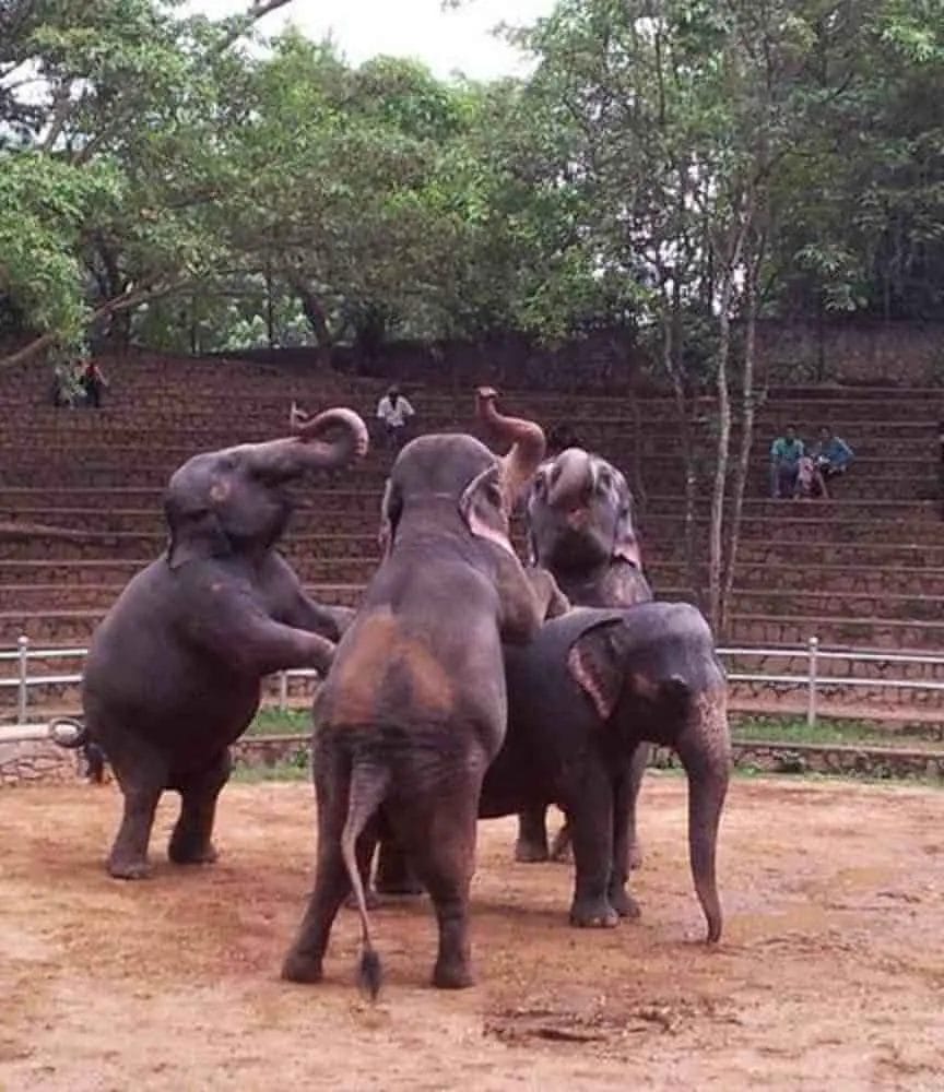 When Elephant Dance