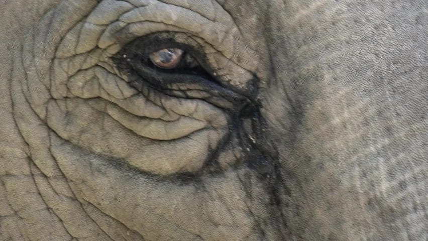 When Elephant Weep