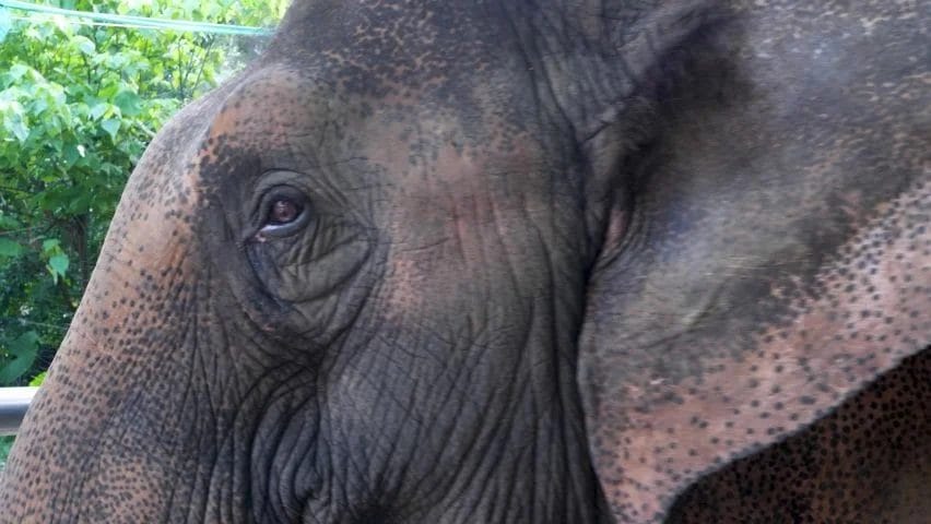 When Elephants Weep with emotion