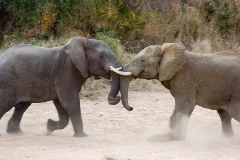 When Elephants are Fighting
