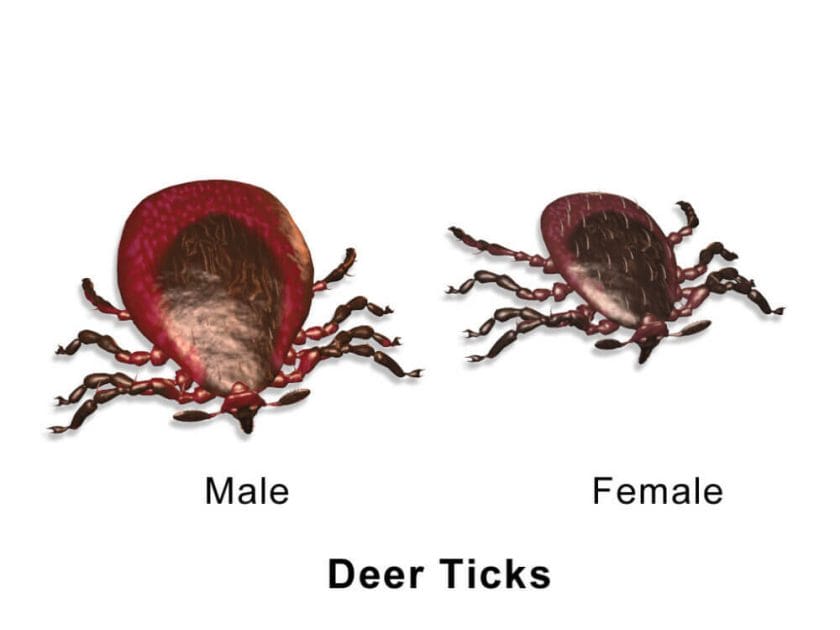 Where Deer Blacklegged Ticks Are Found