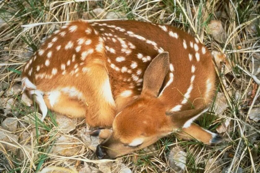 Where Deer Sleep