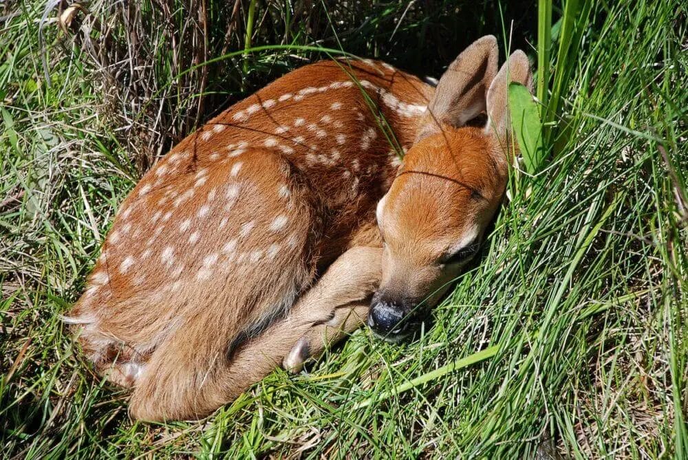 Where Deer Sleep? • Support Wild