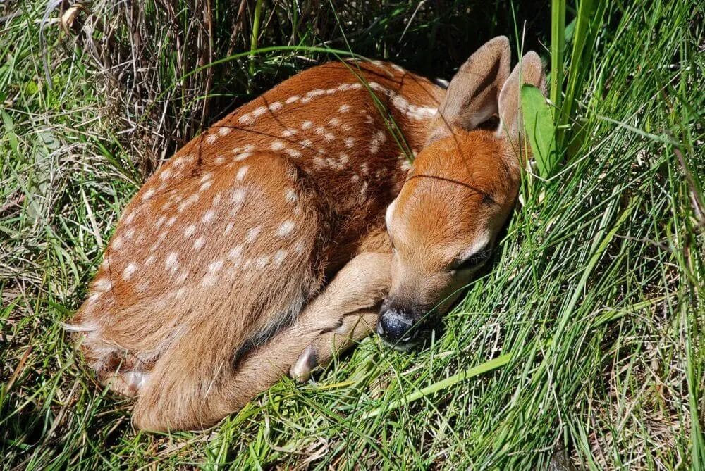 Where Deer are Sleeping