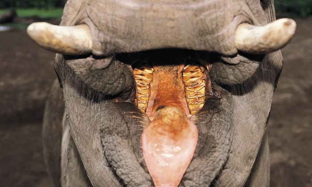 Where Elephant Teeth is Used?
