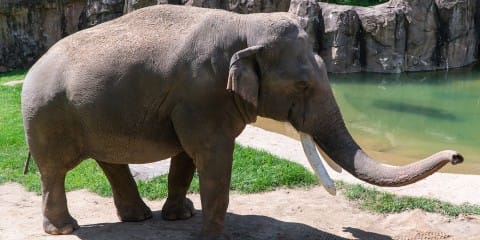 Which Elephant Has Small Ears?