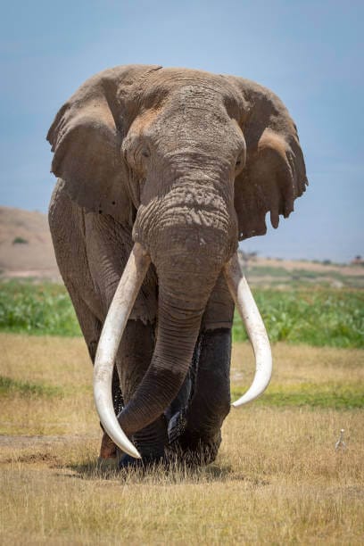 Which Elephant Has Tusks?