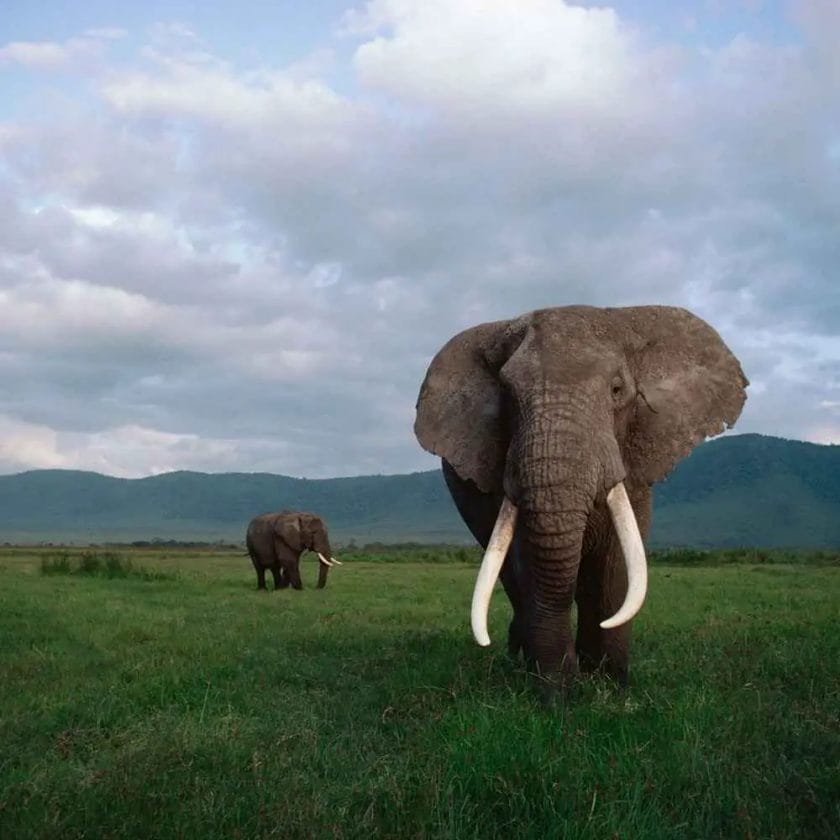 Which Elephant Has Tusks?