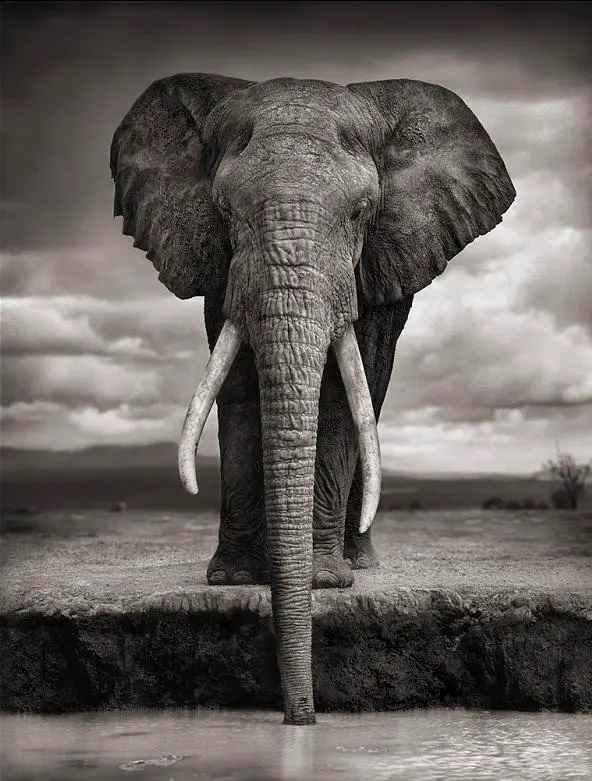 Which Elephant is the Biggest?