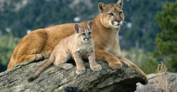 Why Are Mountain Lions a Keystone Species? • Support Wild