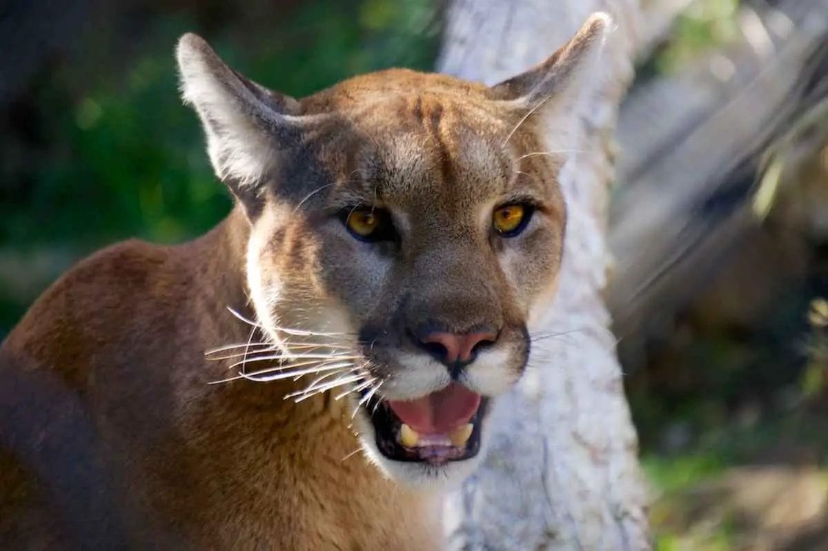 Why Are Mountain Lions a Keystone Species