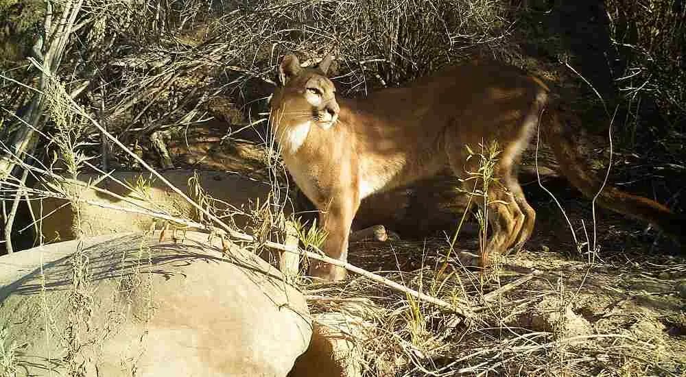 Why Are Mountain Lions a Keystone Species